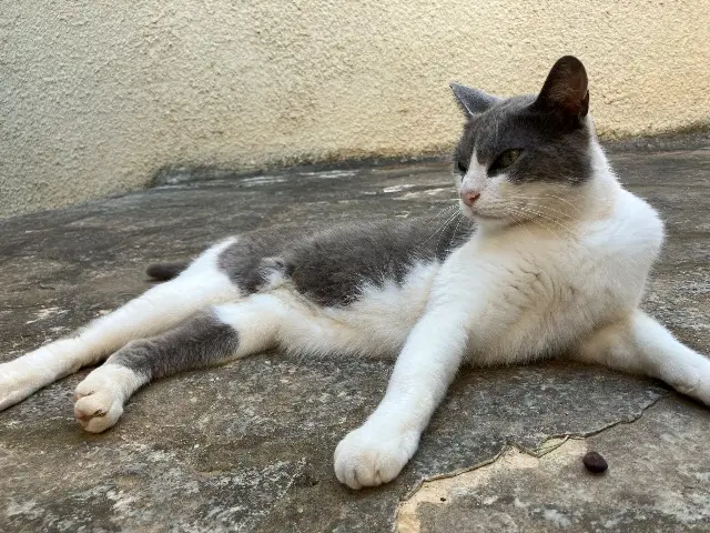 chat lost    Martigues Milo