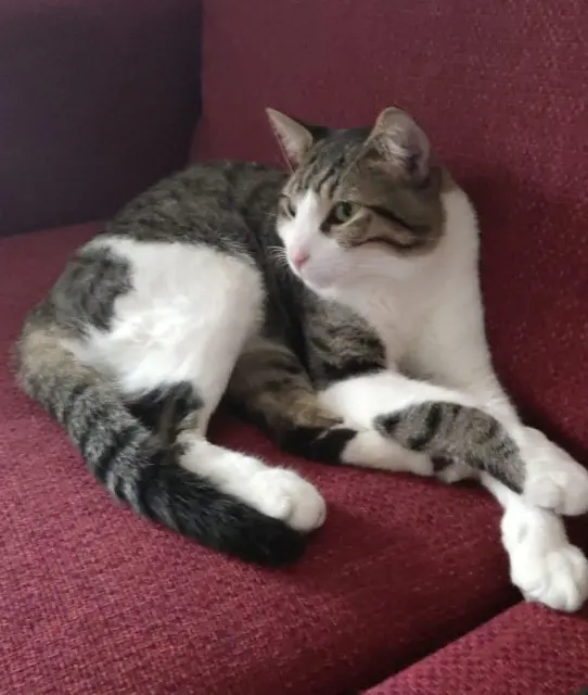 chat lost   13400 Aubagne Milo