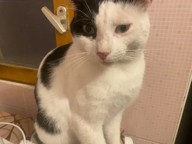 chat lost   13150 Tarascon Mimi