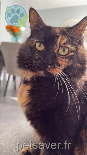 gato lost 13600 Ceyreste Minnie