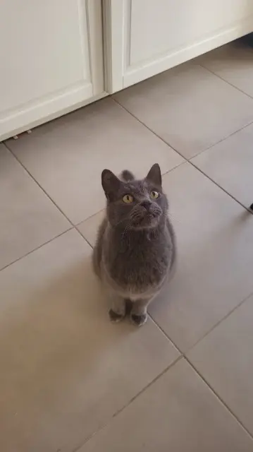 chat lost   13300 Salon-de-Provence Minou