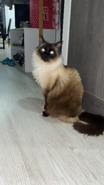 chat lost   13300 Salon-de-Provence Minou