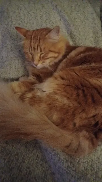 chat lost   13121 Aurons Misha