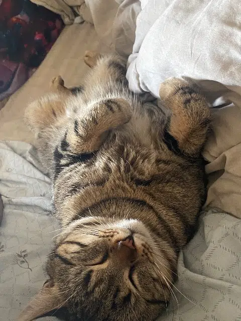 chat lost   13440 Cabannes Mistygros