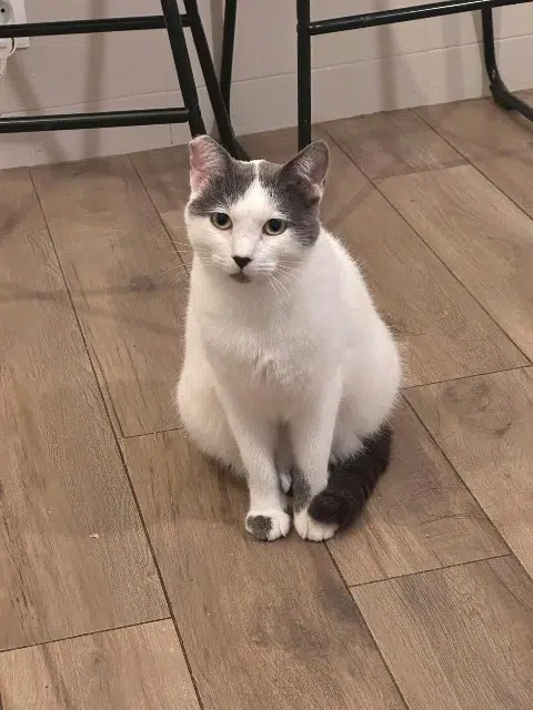 chat lost   13400 Aubagne Mojo