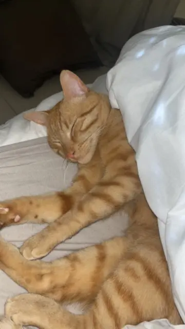 chat lost   13300 Salon-de-Provence Naruto