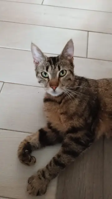 chat lost   13100 Le Tholonet NEKO