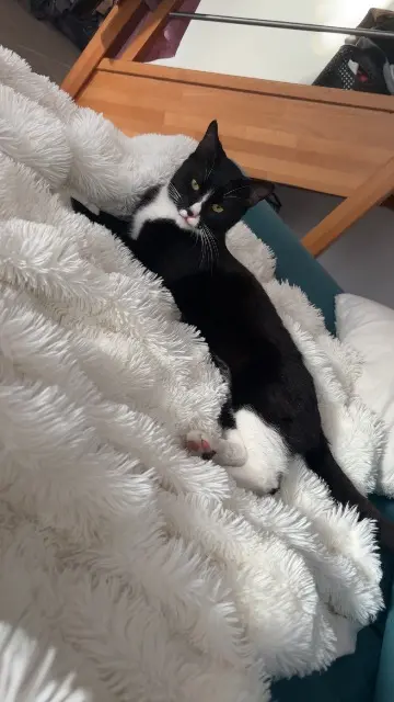 chat lost   13220 Châteauneuf-les-Martigues Niktou