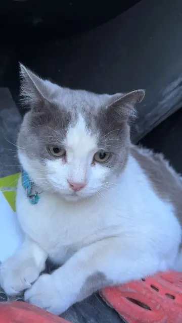 chat lost   13230 Port-Saint-Louis-du-Rhône Ninetta