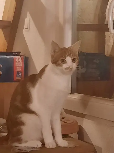 gato perdido 13119 Saint-Savournin Ninja gato lost 13119 Saint-Savournin Ninja