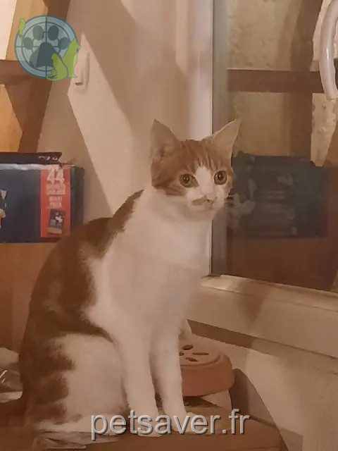 chat perdu 13119 Saint-Savournin Ninja chat lost 13119 Saint-Savournin Ninja