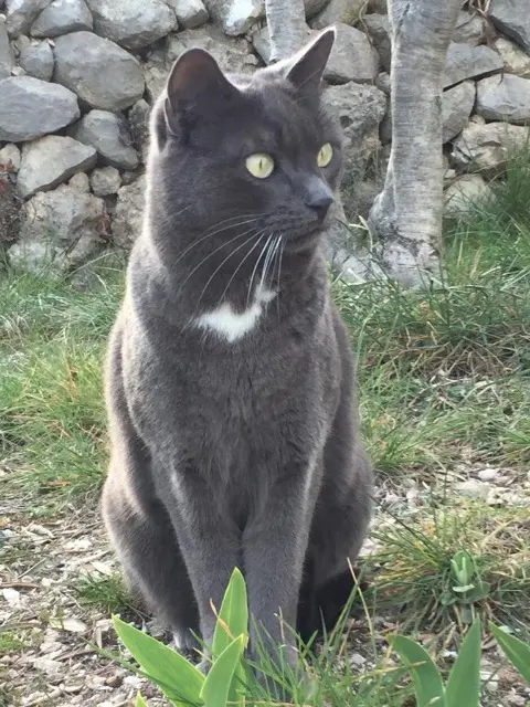 chat lost   13124 Peypin Niro