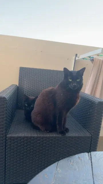 chat lost   13140 Miramas Olaf