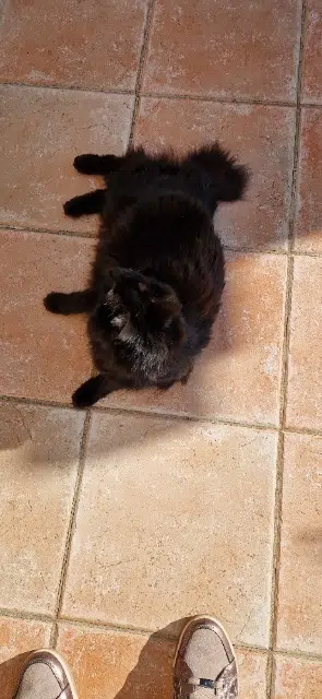 chat lost   13960 Sausset-les-Pins Olga