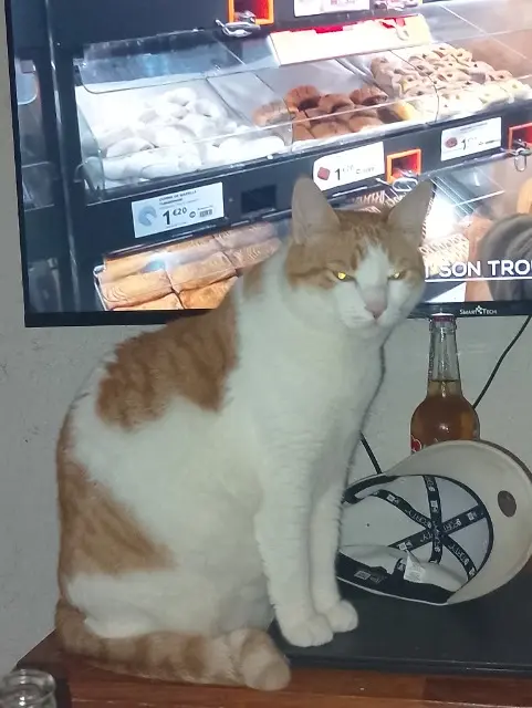 chat lost    Istres Opium