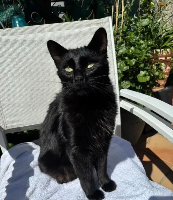 chat lost   13600 La Ciotat OSCAR