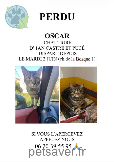 Kater lost   13580 La Fare-les-Oliviers Oscar