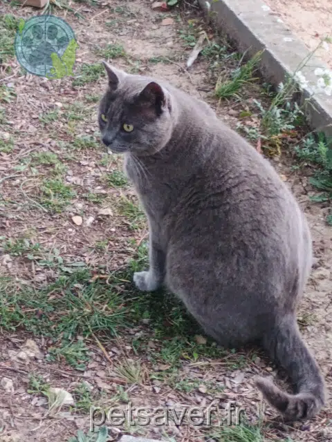 chat lost   13170 Les Pennes-Mirabeau Pacha