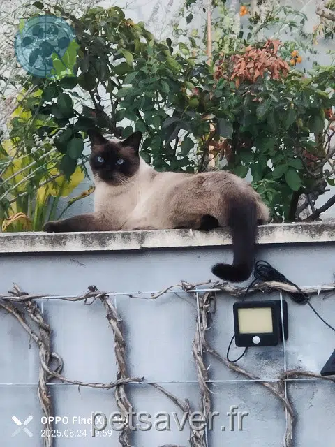 gato lost 13630 Eyragues Paco