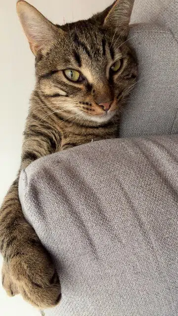 chat lost   13850 Gréasque Panini