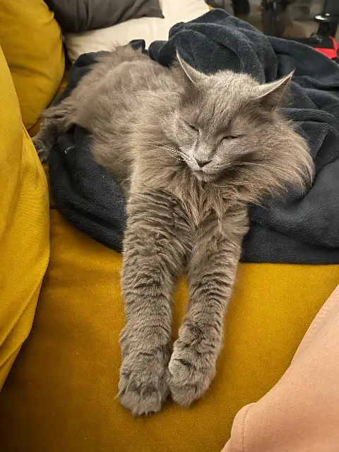 chat lost   13580 La Fare-les-Oliviers Patch