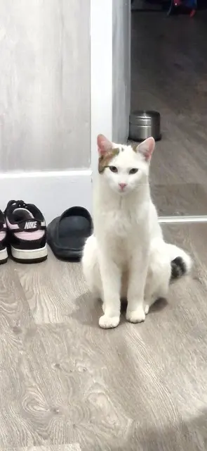 chat lost    Martigues Petitchat