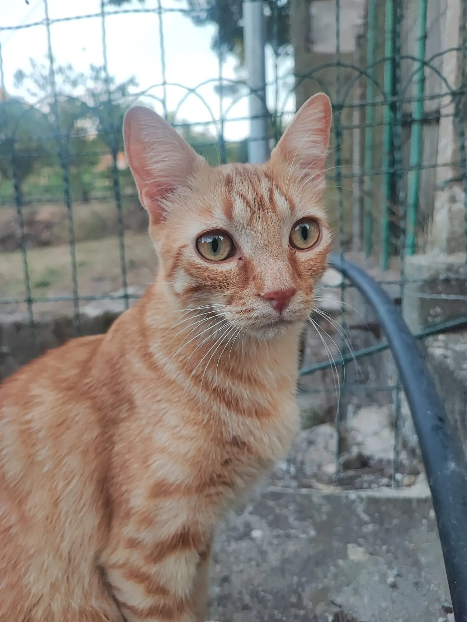 chat lost   13130 Berre-l'Étang Pistache