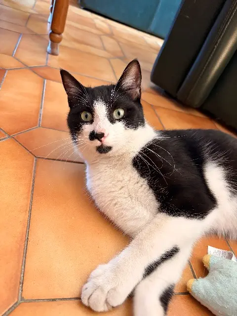 chat lost   13700 Marignane Plouf