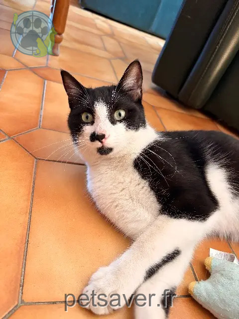 gato perdido 13700 Marignane Plouf gato lost 13700 Marignane Plouf