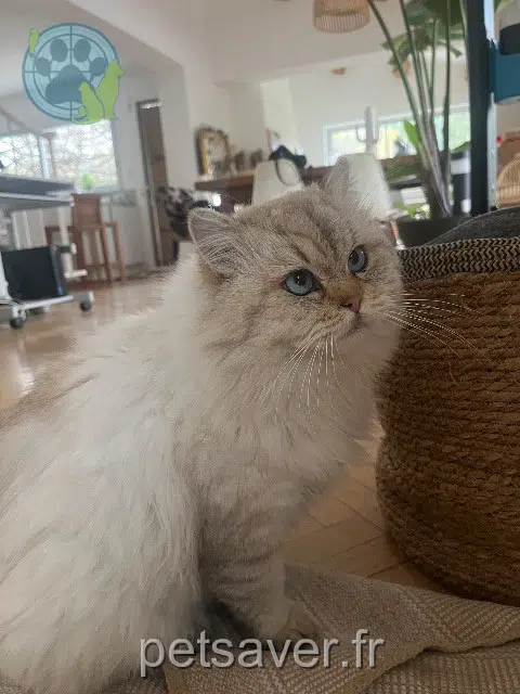 chat lost   13320 Bouc-Bel-Air Pompon