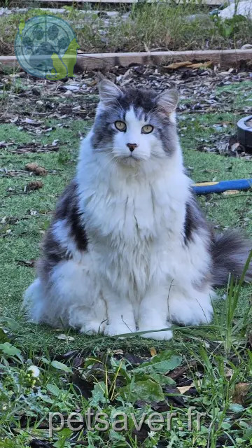 kater lost 13510 Éguilles Popeye
