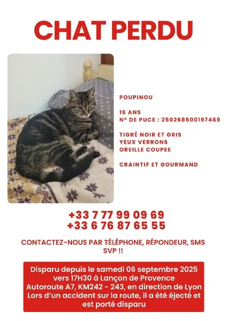Kater vermisst 13680 Lançon-Provence Poupinou Kater lost 13680 Lançon-Provence Poupinou