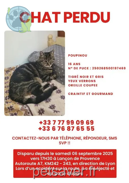 chat perdu 13680 Lançon-Provence Poupinou chat lost 13680 Lançon-Provence Poupinou
