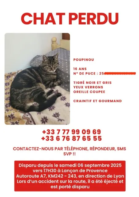 Kater vermisst 13680 Lançon-Provence Poupinou Kater lost 13680 Lançon-Provence Poupinou