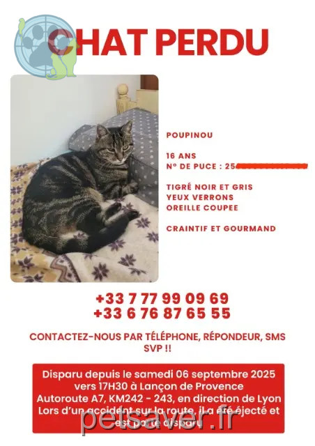 chat perdu 13680 Lançon-Provence Poupinou chat lost 13680 Lançon-Provence Poupinou