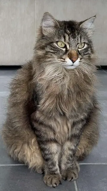 chat lost   13170 Les Pennes-Mirabeau Pumba