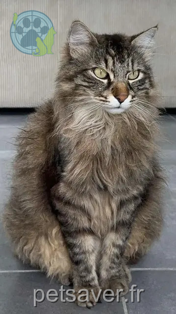 gato perdido 13170 Les Pennes-Mirabeau Pumba gato lost 13170 Les Pennes-Mirabeau Pumba