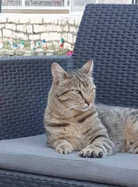 chat lost   13127 Vitrolles Raleur