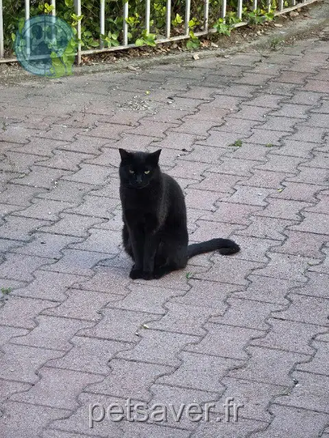 kater vermist 13700 Marignane Robin kater lost 13700 Marignane Robin