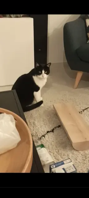 chat lost   13430 Eyguières Roki