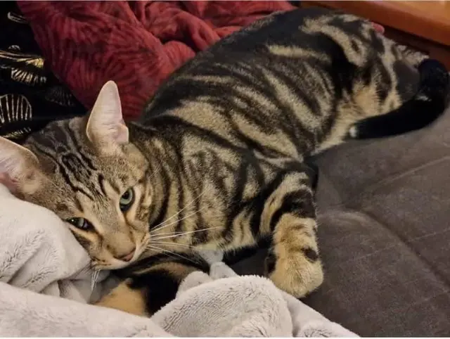 chat lost    Arles Roméo