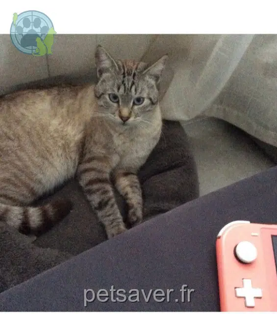 gatto perso 13120 Gardanne Ronron gatto lost 13120 Gardanne Ronron