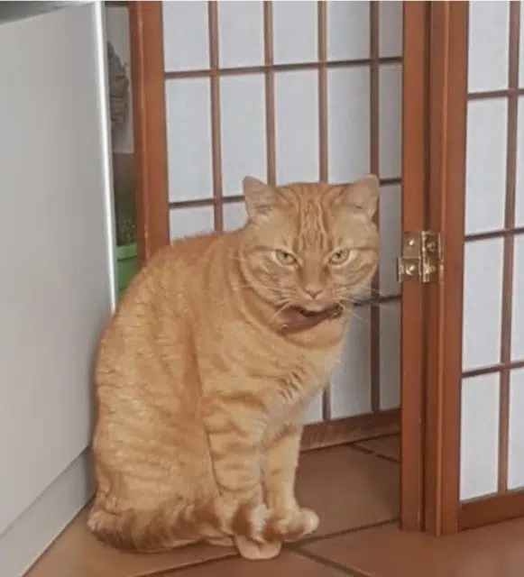 gato perdido 13121 Aurons Rouki gato lost 13121 Aurons Rouki