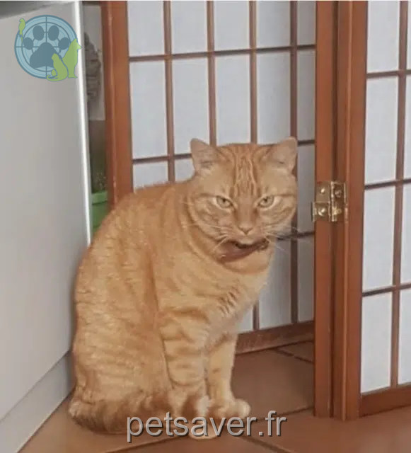 gato perdido 13121 Aurons Rouki gato lost 13121 Aurons Rouki