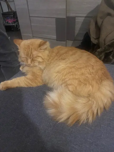 chat lost    Martigues Rouky