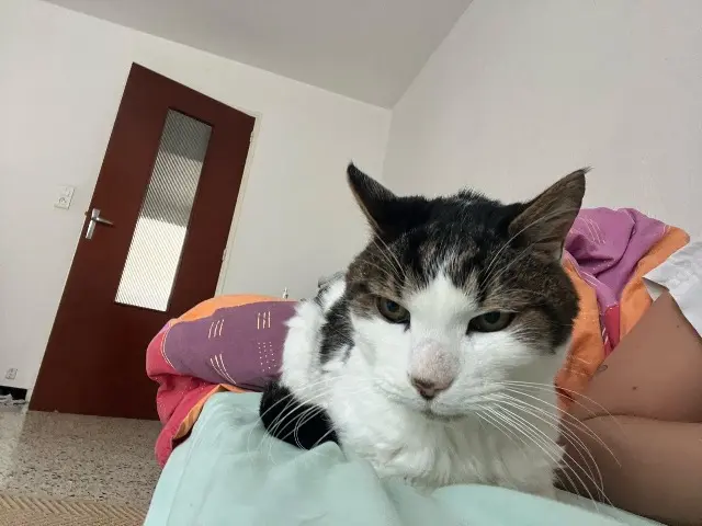 chat lost   13160 Châteaurenard Rox
