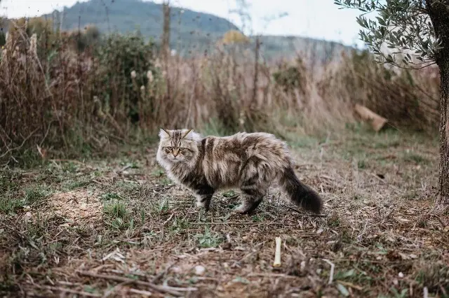chat lost   13830 Roquefort-la-Bédoule Ryu