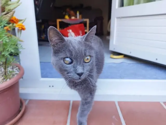 chat lost   13620 Carry-le-Rouet Samy