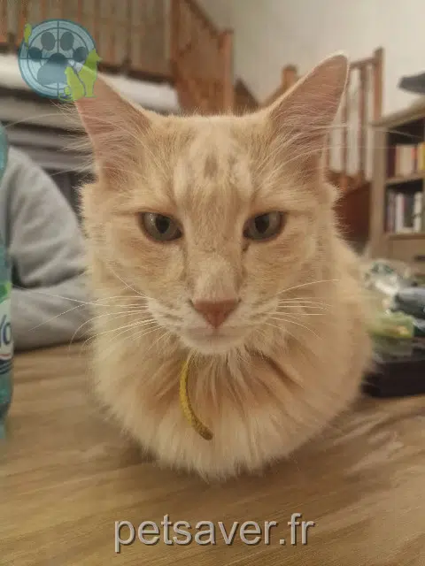 gato perdido 13105 Mimet Santiago gato lost 13105 Mimet Santiago