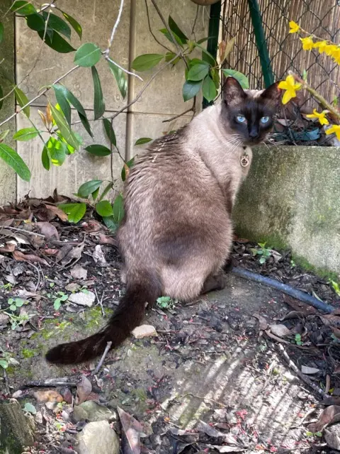 cat lost 13120 Gardanne Shamallow cat lost 13120 Gardanne Shamallow